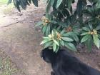 My canine friend wanted to check out the tree too