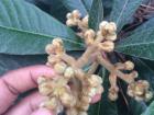 A closer look at the flowers, soon to be fruit!