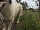 No matter where you go in Argentina, there is always a dog following you