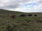 On the left is a mother feeding her calf. She was watching me as I watched her