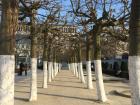 Pollarded lime trees in Brussels