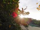 Sun amongst the flowers in Park Guell