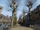 Pollarded trees in Bruges 