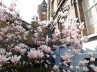I thought these pink magnolias in Ghent were stunning 