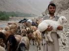 I didn't take this photo, but here's a shepherd with his fat-tailed sheep. Sheep can grow to be 300 pounds! (Mmm...300 pounds of osh...)