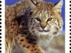 Tajikistan also has amazing wild animals, like lynxes (as seen on this postage stamp)...