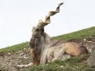 ...and markhor goats. These three animals are very endangered. I've never seen them.
