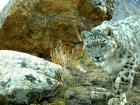 ...snow leopards...