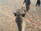 The view from my camel. 