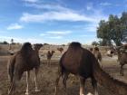 At a camel cooperative in the Sahara