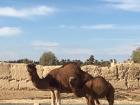 Mom and baby camel at the cooperative