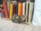 Stray cat in the market