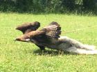 Golden eagle briefly touching down before taking flight again