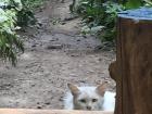 Several cats live in the neighborhood, so it's almost like having pets