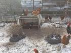 Some neighborhood chickens hanging out in the snow
