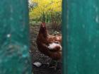 Peekaboo kurka (chicken)!