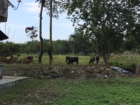 These are some cows that I saw just walking around!