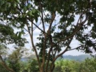 This is a guayaba tree—  another fruit native to Ecuador! 