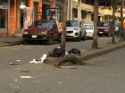 On the road there are bags of trash and also a feather from a big bird