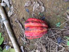 The cacao shell that a man broke 