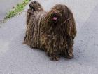 A typical brown Puli (http://cdn3-www.dogtime.com)