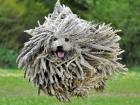 A really cool picture! The Puli is on the run (https://vetstreet.brightspotcdn.com)