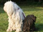 Two Puli together! Best friends! (https://i.pinimg.com)