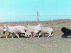 A Puli is herding a flock of sheep! (http://www.prestigepuli.net/images)