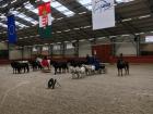 A picture of the horse show I went to on Friday! The riders were doing tricks on top of the horses. 
