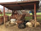 Some goats that I saw at the horse show! Notice how big the horns are. 