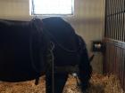 A horse in the stable at the horse show I went to