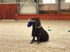 A picture of one of the horses during the horse show!