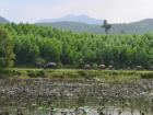 Water buffalo thrive in wet climates