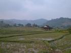 I've found rice fields everywhere I've traveled in Vietnam!