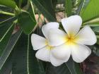 Plumeria, a fragrant tropical flower that thrives in Malaysia's warm humid climate