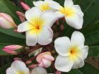 Beautiful plumerias emerge from tightly-wound buds