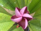 A delicate tropical flower soaks in the first raindrops of the monsoon season