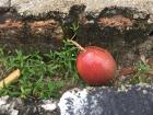 A ripe red passion fruit has fallen to the ground