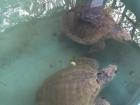 An olive ridley sea turtle, Lepidochelys olivacea, swimming in a rehabilitation tank