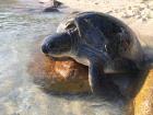 Meet Chelonia mydias, commonly known as the green sea turtle