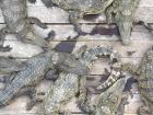 Crocodiles soak up the sun at the floating village's center
