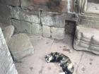 Although there are fewer cats in Cambodia than there are in Malaysia, I found one taking a mid-afternoon nap in a temple