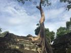 Tetrameles nudiflora embraces one of Angkor's many temples