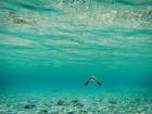 A young green sea turtle swims over a reef