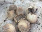 Sea turtle eggs infected with fungus