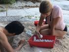 During daily nest checks, staff, researchers and volunteers monitor nest sites to observe hatchling development