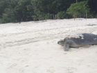 A nesting mother returns to the ocean after a long night