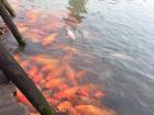 Koi fish naturally float to the surface