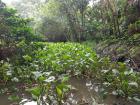 There is a wide variety of plants and foliage in the Mekong Delta region