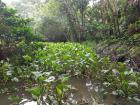 Vietnamese snails live in marshes